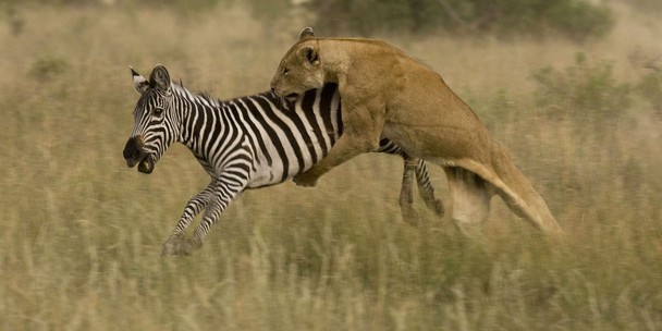 Predator-Prey Relationships - Kruger National Park